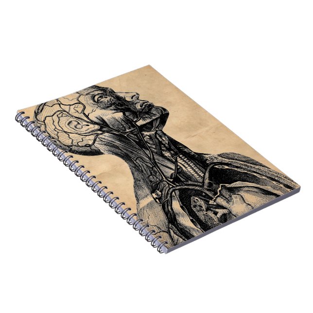 Vintage anatomische Illustration des oberen Notizblock (Rechte Seite)