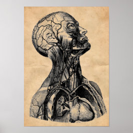 Vintage anatomische Illustration des Oberkörpers Poster