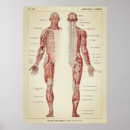 Vintage anatomische Illustration Poster