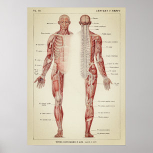 Vintage anatomische Illustration Poster