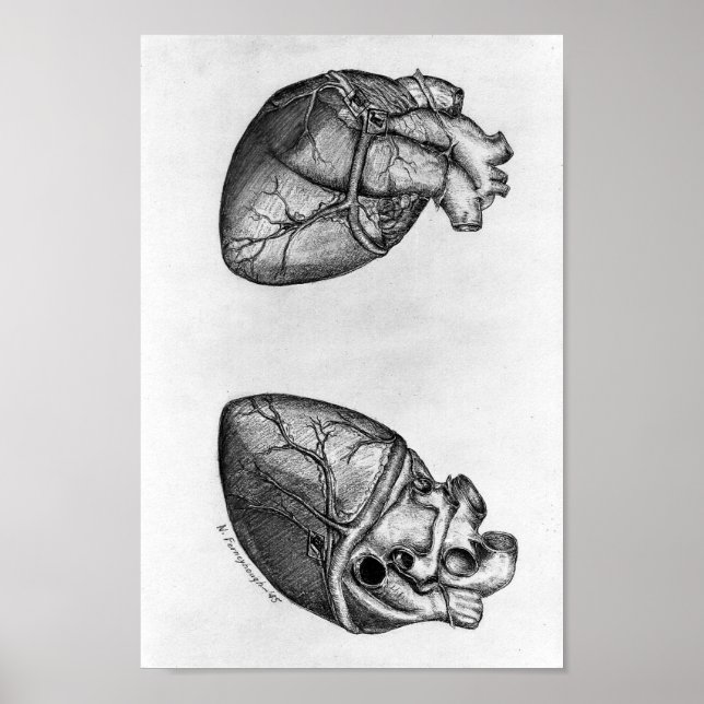 Vintage anatomische Illustration Poster (Vorne)