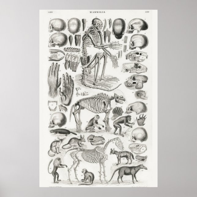 Vintage anatomische Illustration Poster (Vorne)