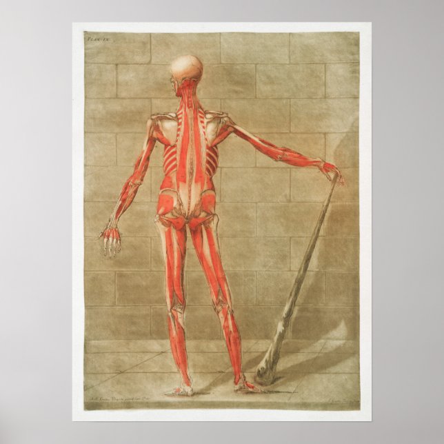 Vintage anatomische Illustration Poster (Vorne)