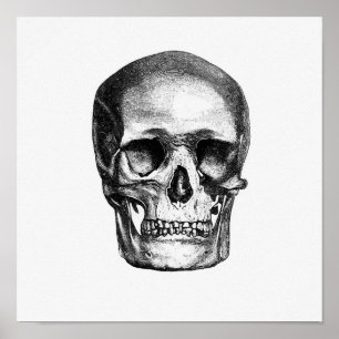 Vintage anatomische Illustration Poster