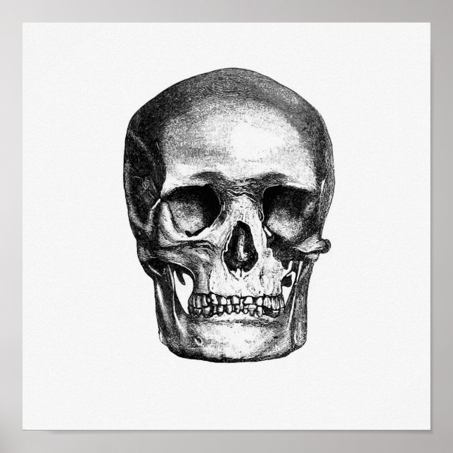 Vintage anatomische Illustration Poster (Vorne)