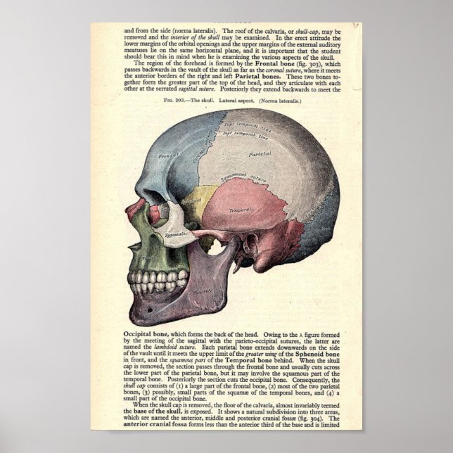 Vintage anatomische Illustration Poster (Vorne)