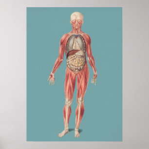 Vintage anatomische Illustration Poster