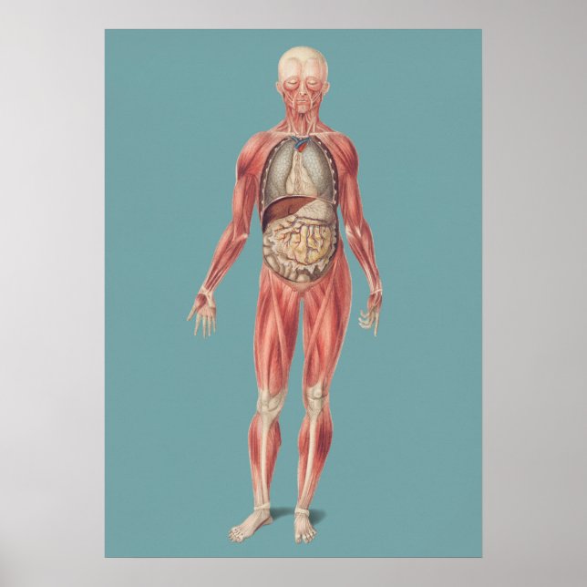 Vintage anatomische Illustration Poster (Vorne)