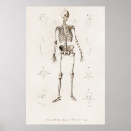Vintage anatomische Illustration Poster