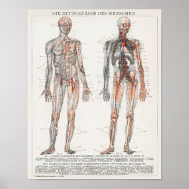 Vintage anatomische Illustration Poster