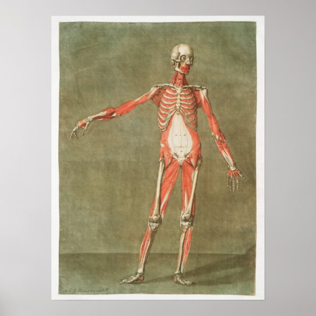 Vintage anatomische Illustration Poster (Vorne)