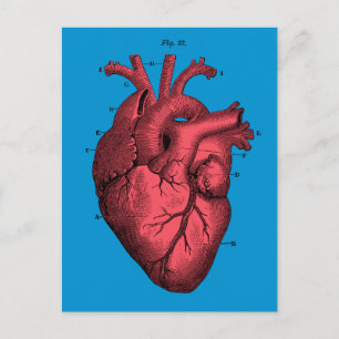 Vintage anatomisches Herz zum Valentinstag Feiertagspostkarte