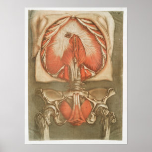 Vintage Anatomisches Illustrationsposter Poster