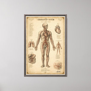 Vintage Anatomisches Kreislaufsystem Leinwanddruck