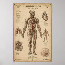 Vintage anatomisches Kreislaufsystem Poster
