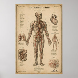 Vintage anatomisches Kreislaufsystem Poster