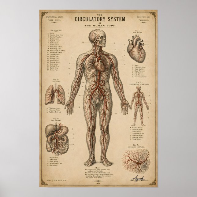 Vintage anatomisches Kreislaufsystem Poster (Vorne)
