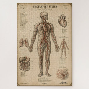 Vintage anatomisches Kreislaufsystem Puzzle