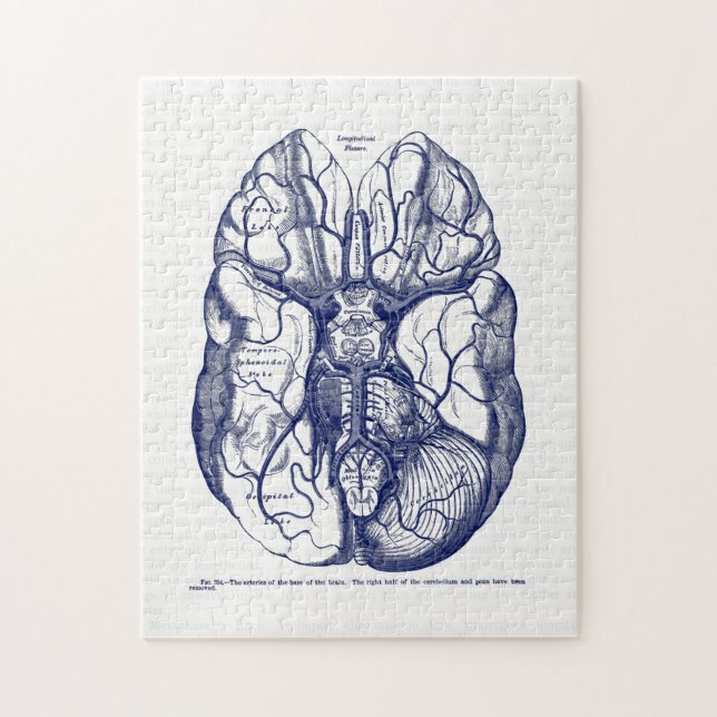 Vintage Anatomy Arteries of the Human Brain Navy Puzzle (Vertikal)