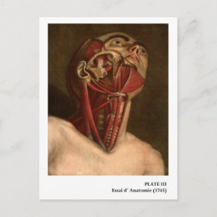 Vintage Anatomy   Head and Neck Postkarte