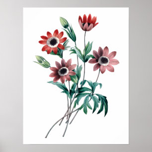Vintage Anemone Poster