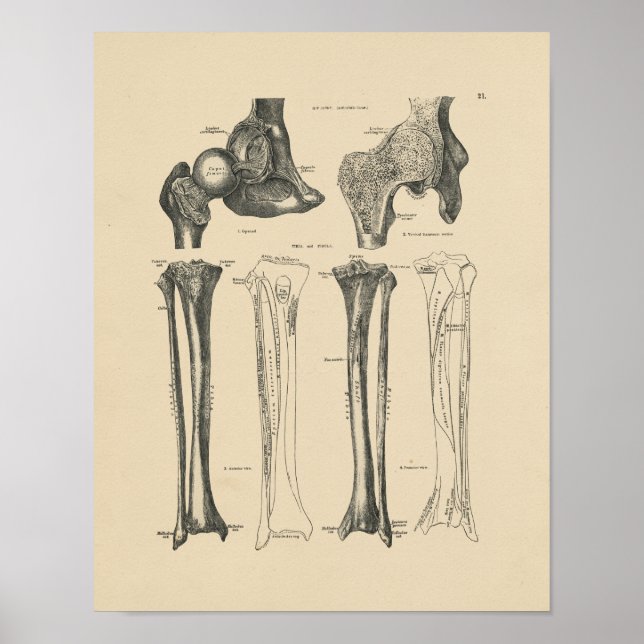Vintage Angesagte Anatomie 1880 Print Poster (Vorne)