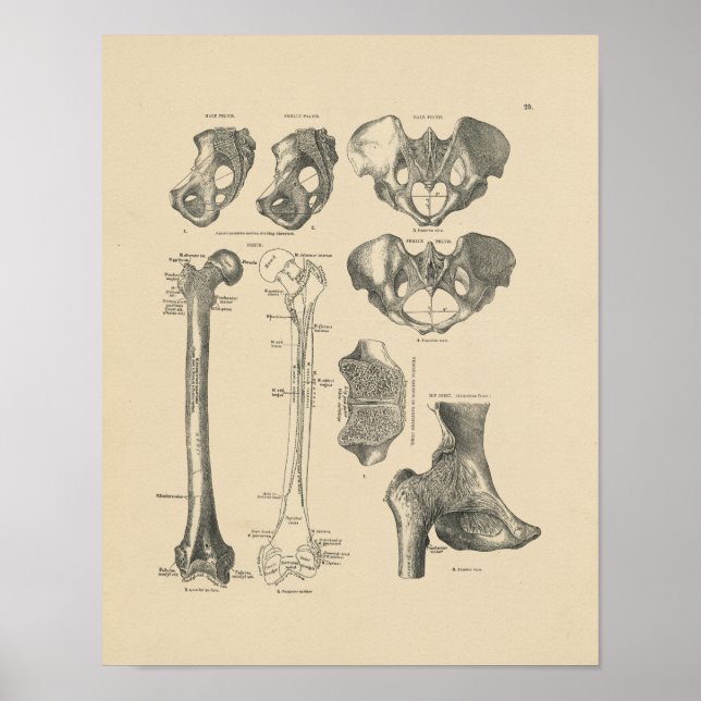 Vintage Angesagte Knochen Anatomie 1880 Druck Poster (Vorne)