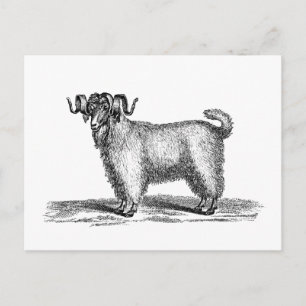 Vintage-Angora-Ziegen-Illustration - Ziegen aus de Postkarte