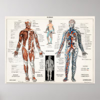 Vintage antike Anatomie Anatomisches Diagramm