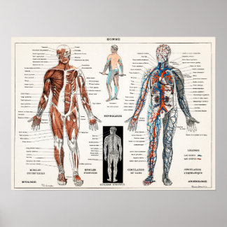 Vintage antike Anatomie Anatomisches Diagramm Poster