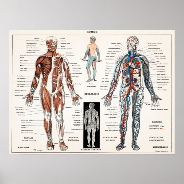 Vintage antike Anatomie Anatomisches Diagramm Poster (Vorne)