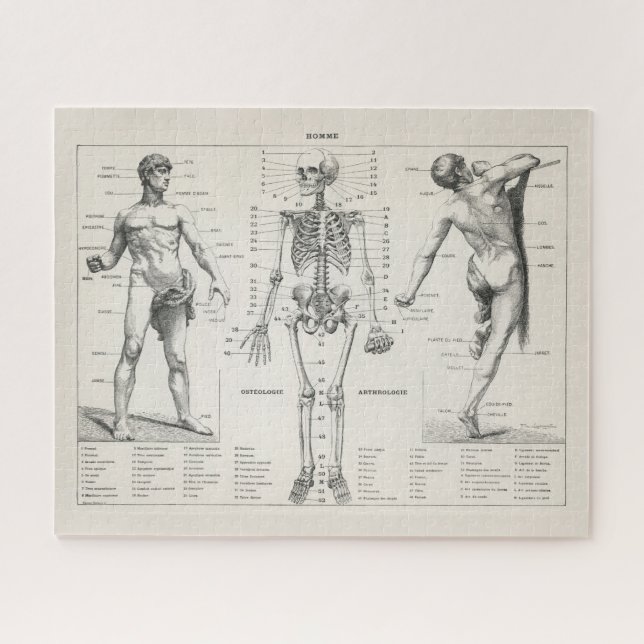 Vintage antike Anatomie Anatomisches Diagramm Puzzle (Horizontal)