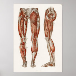 Vintage antike Anatomie Poster