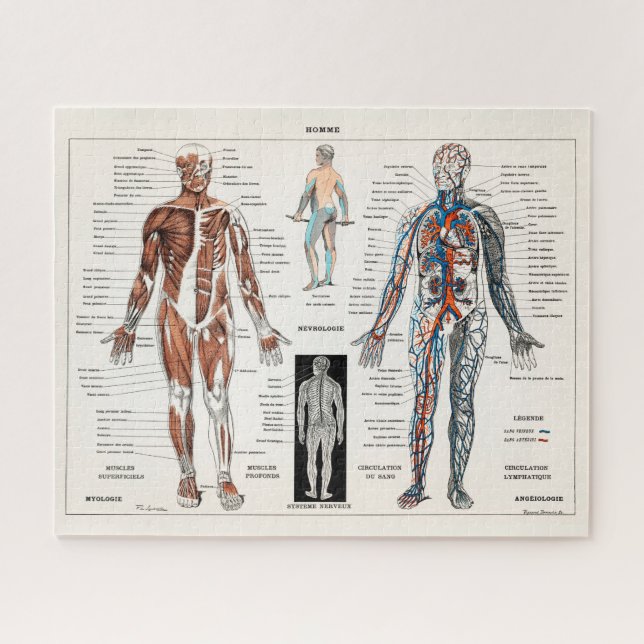 Vintage antike Anatomie Puzzle (Horizontal)