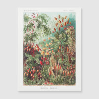 Vintage antike Blume  Regenwald
