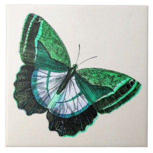 Vintage antike grüne Schmetterling 1800s Fliese