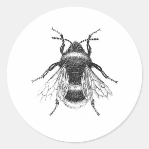 Vintage, antike Illustration einer Hummel Runder Aufkleber
