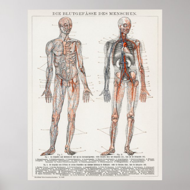 Vintage antike Medizinische Anatomische Abbildung Poster (Vorne)
