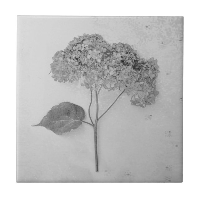 Vintage-antike schwarze und weiße Hortensien-Blume Fliese (Vorderseite)
