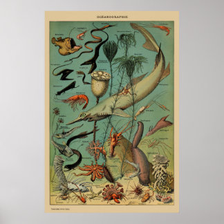Vintage-antikes Meerestier Fisch wissenschaftliche Poster
