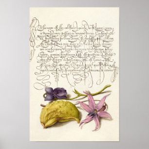 Vintage antikkalligraphische botanische Darstellun Poster