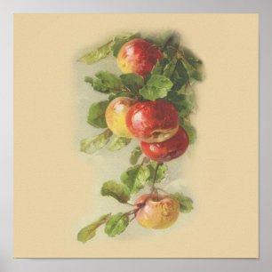 Vintage Äpfel Poster