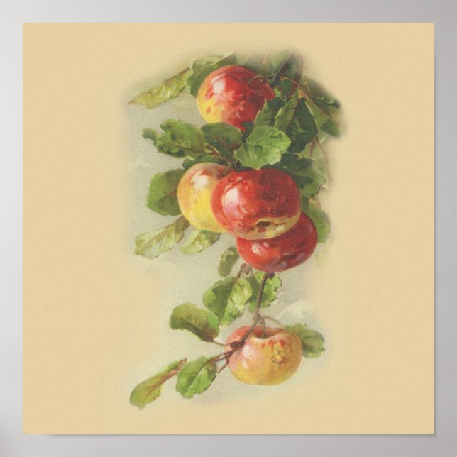 Vintage Äpfel Poster (Vorne)