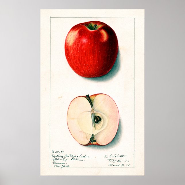 Vintage Apple Botanical Illustration Poster (Vorne)