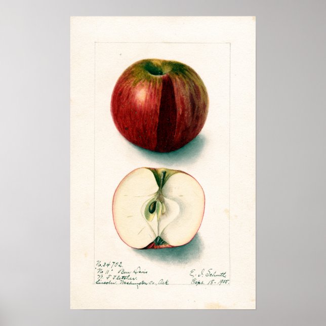 Vintage Apple Botanical Illustration Poster (Vorne)