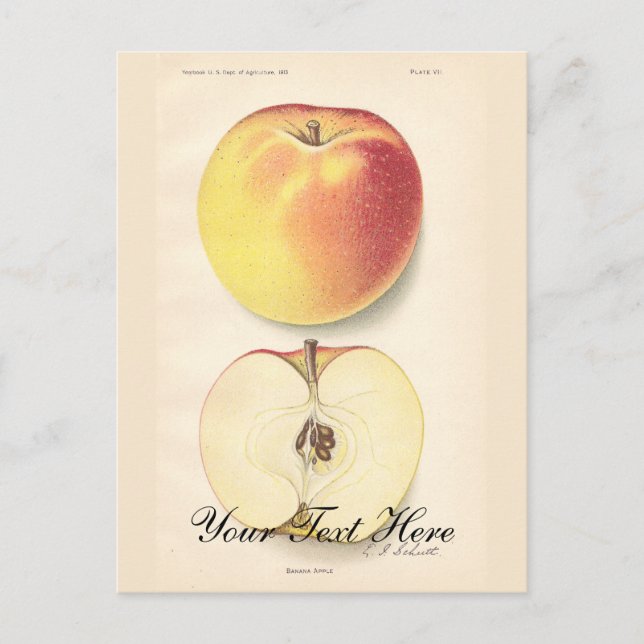 Vintage Apple-Postkarte Postkarte (Vorderseite)