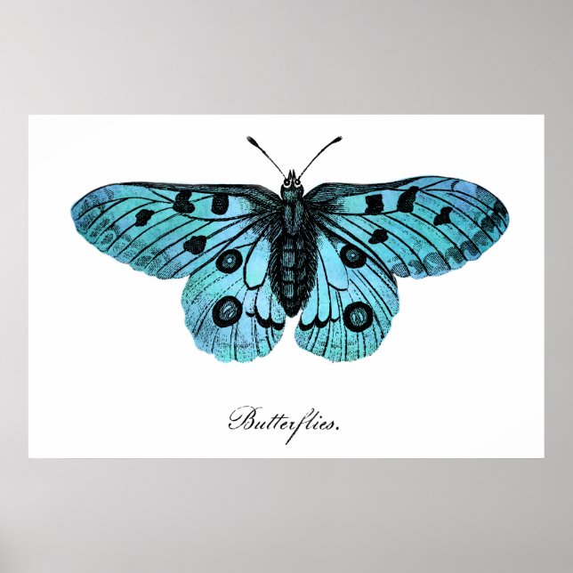 Vintage Aquamarine Blauer Schmetterling-Illustrati Poster (Vorne)
