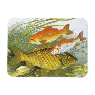 Vintage Aquatic Goldfisch Koi Fisch, Meeresleben Magnet
