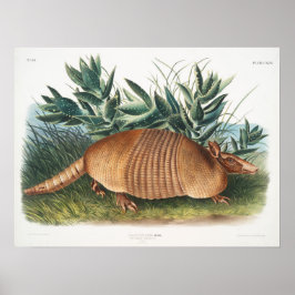 Vintage Armadillo-Illustration Poster