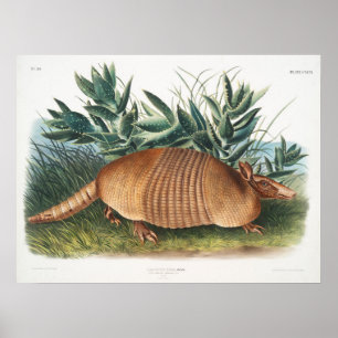 Vintage Armadillo-Illustration Poster